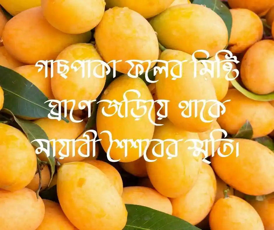 আম নিয়ে ক্যাপশন আম নিয়ে স্ট্যাটাস