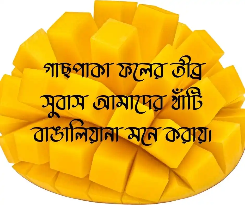পাকা আম নিয়ে ক্যাপশন