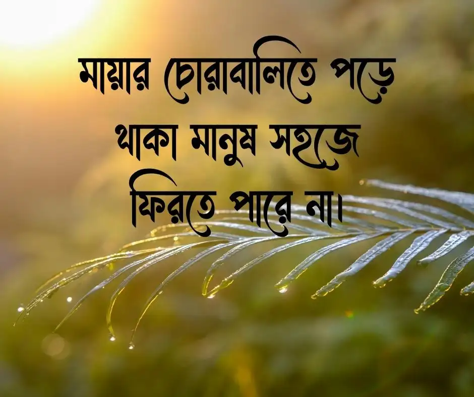 মায়া নিয়ে উক্তি