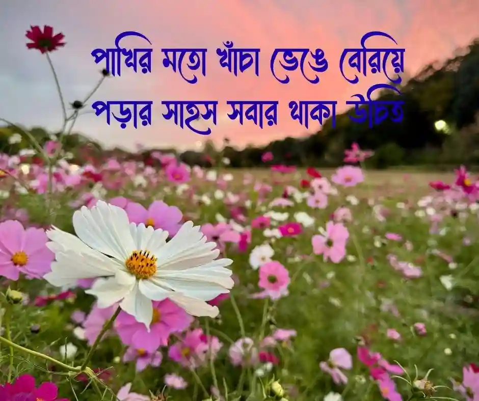 সেরা কিছু পাখি নিয়ে স্ট্যাটাস